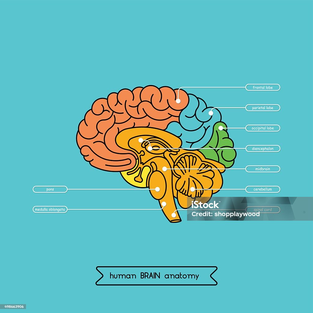 Brain section 1 Schematic illustration of human cerebrum. Made in vector, easy recolor. Diagram stock vector