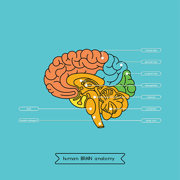 Brain section 1 Schematic illustration of human cerebrum. Made in vector, easy recolor. midbrain illustrations stock illustrations