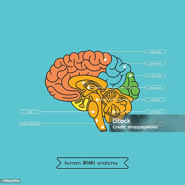Brain Section 1 Stock Illustration - Download Image Now - Diagram, Cross Section, Human Brain