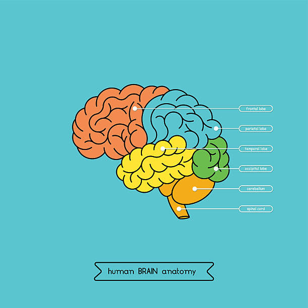 Frontal Cortex Graphics 540+ Frontal Lobe Stock Illustrations, Royalty-Free Vector Graphics ...