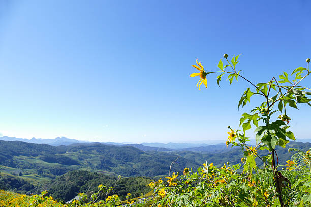a lonely flower growing on the mountainside, a summer panorama of Altai,a sunny day with clouds in the sky
