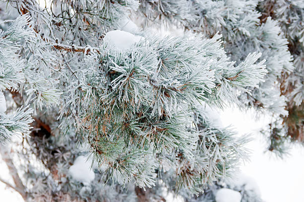 istock Pine branch covered with hoarfrost closeup 498664332