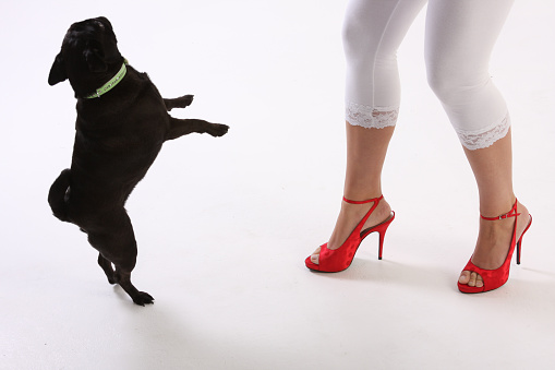 This image shows the legs and feet of a young woman with a black pug dog.