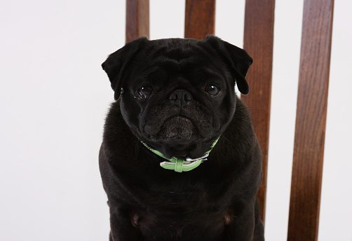 This image shows a black pug dog standing on a chair in a studio setting.