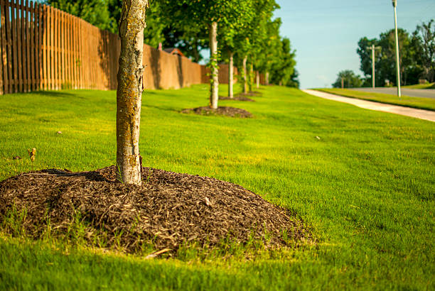 Landscaped trees with mulch in suburb