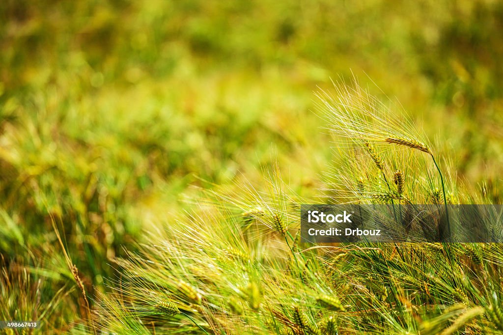 Gerste field - Lizenzfrei Agrarbetrieb Stock-Foto