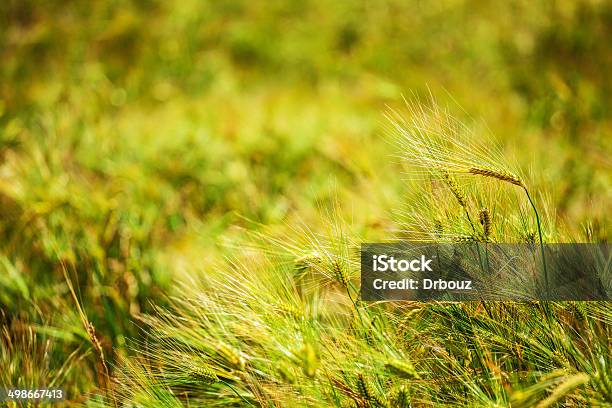 Gerste Field Stockfoto und mehr Bilder von Agrarbetrieb - Agrarbetrieb, Agrarland, Bildschärfe