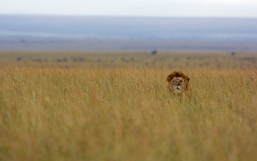 A lion peeking out above high grass in the Masai Mara, Kenya