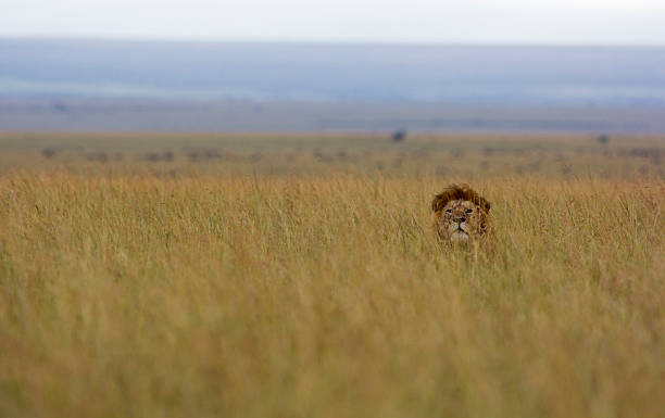 лев в траве - masai mara national reserve lion africa kenya стоковые фото и изображения