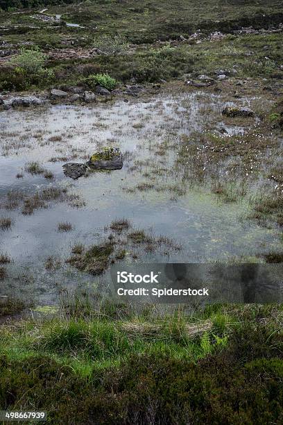 Wasser Und Gras Hintergrund Stockfoto und mehr Bilder von Abstrakt - Abstrakt, Alge, Aquarelleffekt