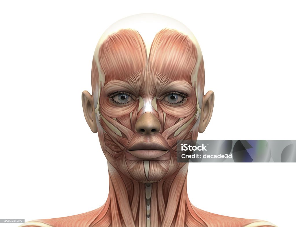 Femme tête Muscles anatomie-Vue de face - Photo de Anatomie libre de droits