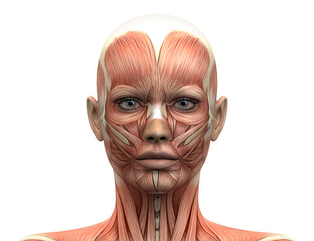 Female Head Muscles Anatomy - Front view Female Head Muscles Anatomy - Front view decade stock pictures, royalty-free photos & images
