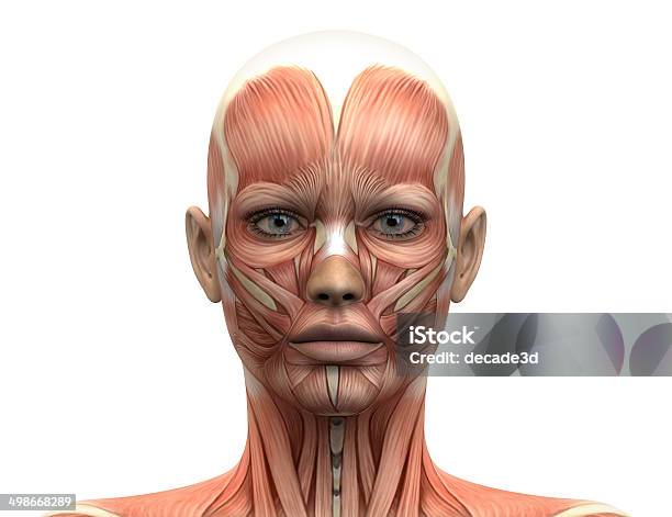 Female Head Muscles Anatomy Front View Stock Photo - Download Image Now - Anatomy, Muscular Build, Female Likeness
