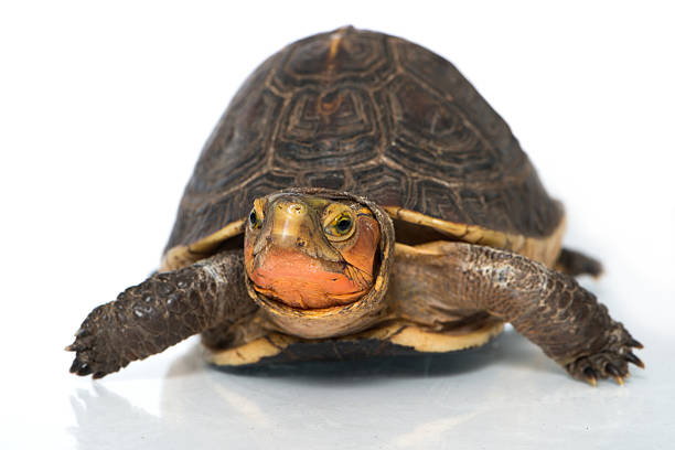 tortue aquatique - turtle photos et images de collection