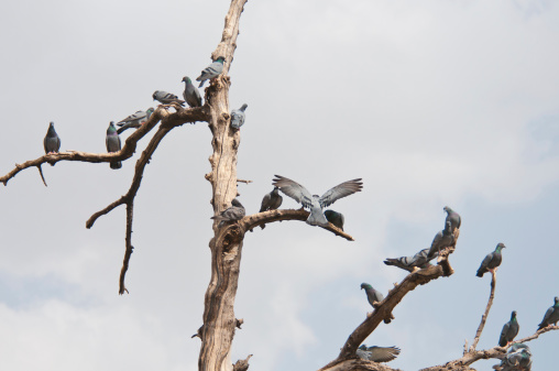 flock of doves sitting on a tree top in india - rajasthan