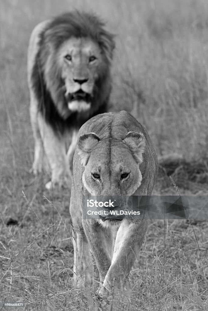 Lion pursuit Male lion pursuing a female.  Focus on foreground.  Masai Mara, Kenya. Black And White Stock Photo