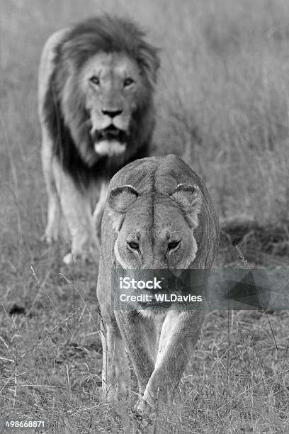 Lion Pursuit Stock Photo - Download Image Now - Black And White, Lioness - Feline, Male Animal