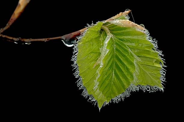 folhas de faia na primavera - beech leaf isolated leaf new imagens e fotografias de stock