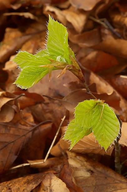 folhas de faia na primavera - beech leaf isolated leaf new imagens e fotografias de stock