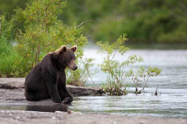 istock Brown bear is sitting on the river Bank 498669857