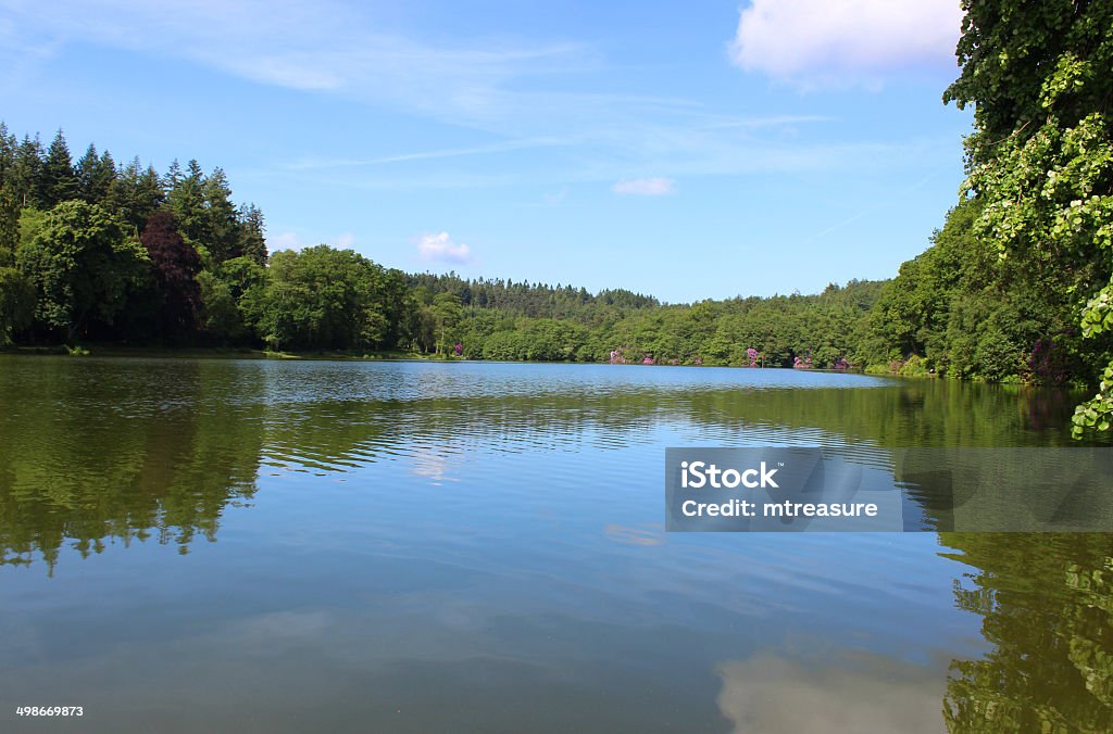 Image of fishing lake in sunshine, woodland trees, reflections, sky Photo showing a large lake in the sunshine, with grassy banks, wild rhododendrons and woodland trees lining the edges of the water, providing private spaces for anglers to try their luck at fishing for the resident common carp.  The water is so still that the sky and its white clouds can be seen as reflections. Beauty In Nature Stock Photo