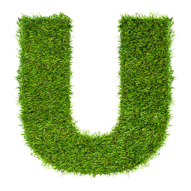istock Letter U made of green grass isolated on white 498670105