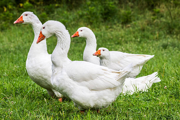 istock crowd of geese 498670339