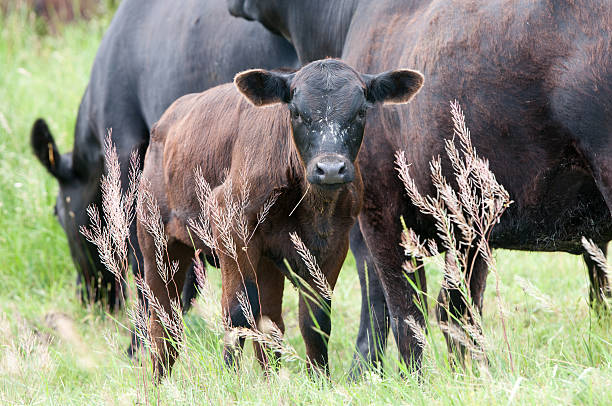 istock calf on the pasture eating grass 498670577