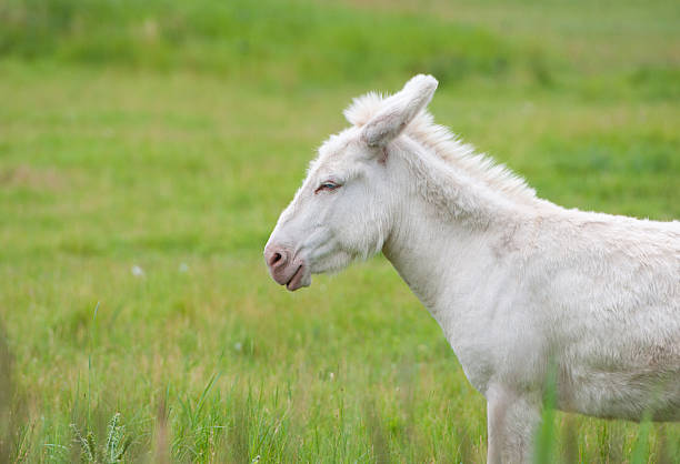 vue latérale d'un blanc sur le pâturage âne - mule animal profile animal head photos et images de collection