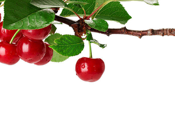 istock Cherry branch with leaves and few berries 498671295