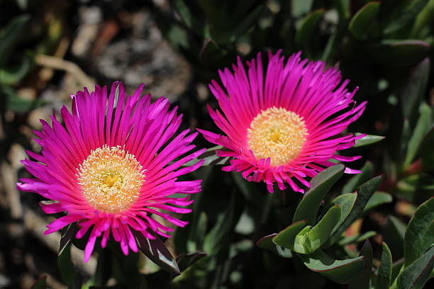 istock Two pink flowers close up in the garden 498671375