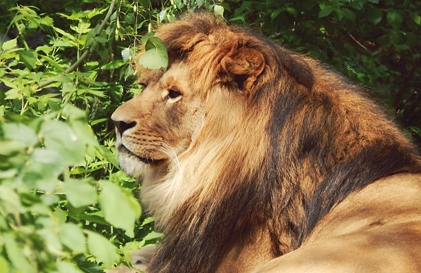 istock Lion lying and resting on the grass 498671463