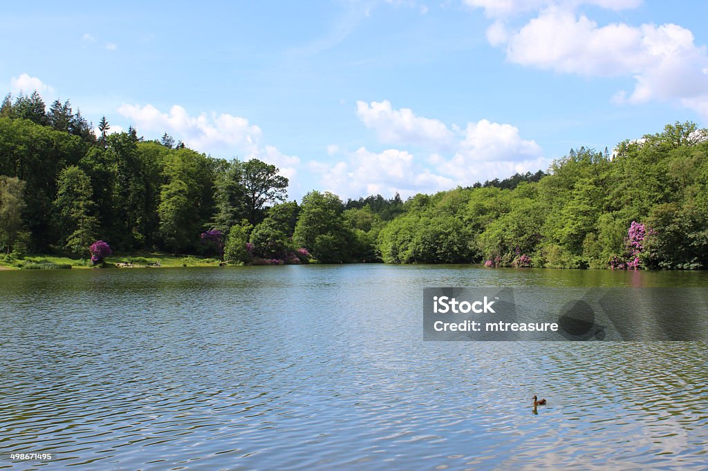 Image of fishing lake in sunshine, woodland trees, reflections, sky Photo showing a large lake in the sunshine, with grassy banks, wild rhododendrons and woodland trees lining the edges of the water, providing private spaces for anglers to try their luck at fishing for the resident common carp.  The surface of the water is a mixture of ripples and reflections. Animal Wildlife Stock Photo