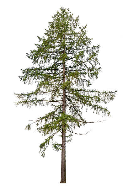 istock Tall European larch tree isolated on white background 498672035