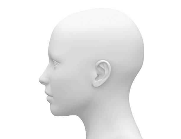istock Female Head Muscles Anatomy - Side view 498672361