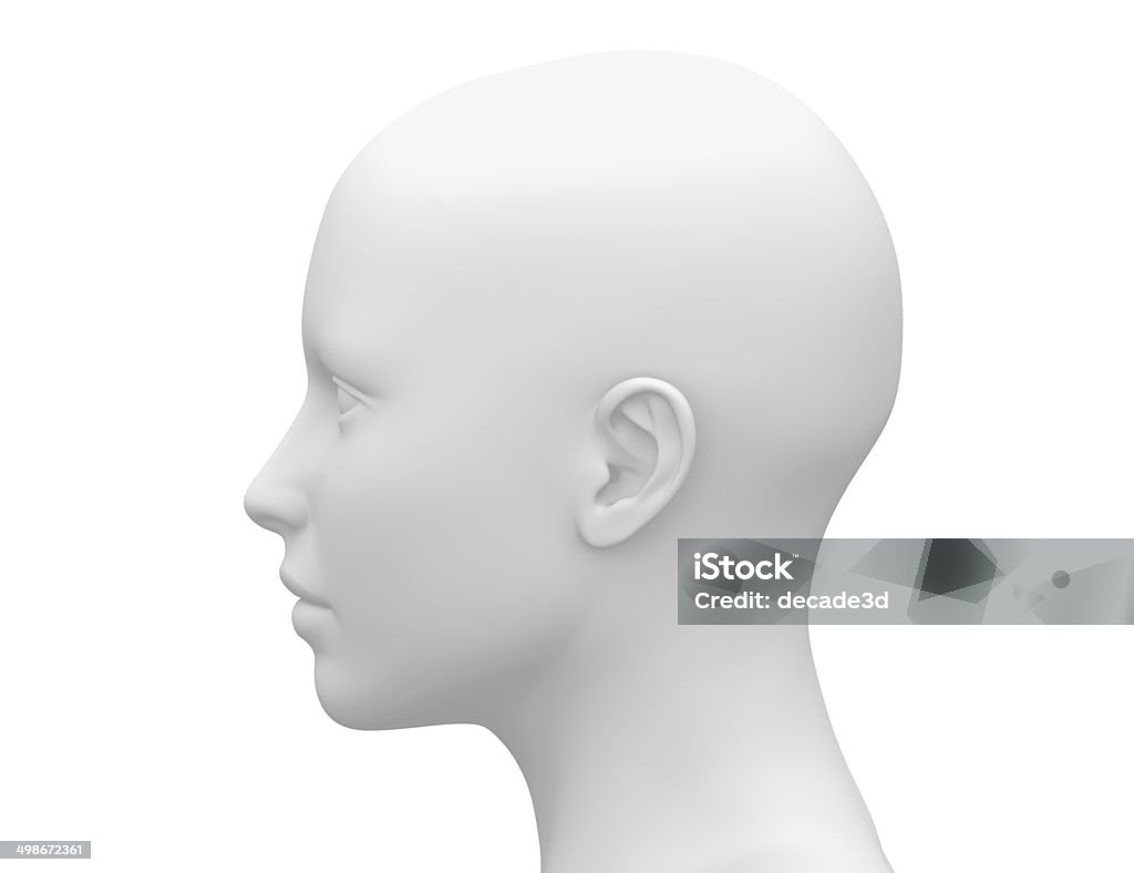 Female Head Muscles Anatomy - Side view Mannequin Stock Photo