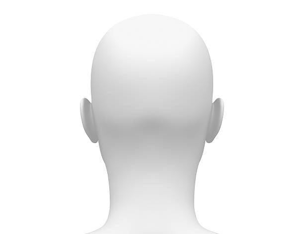 istock Female Head Muscles Anatomy - Back view 498672369