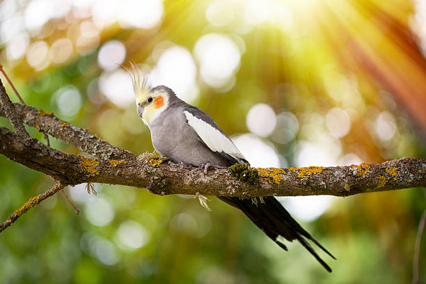 Cockatiel bird on a tree branch Grey Cockatiel parrot - Nymphicus hollandicus vibrant color birds wild animals animals and pets stock pictures, royalty-free photos & images