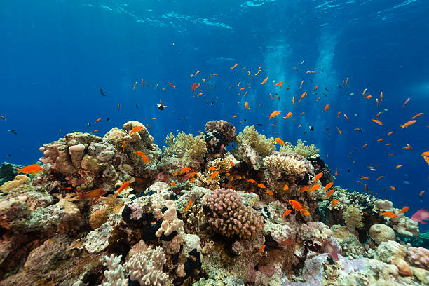 istock The aquatic life in the Red Sea. 498672647