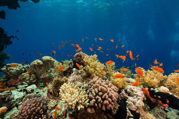 istock The aquatic life in the Red Sea. 498672649