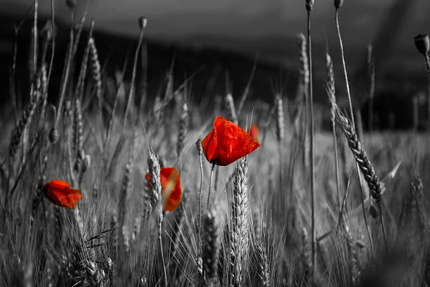 istock Red Poppy Flower 498681273