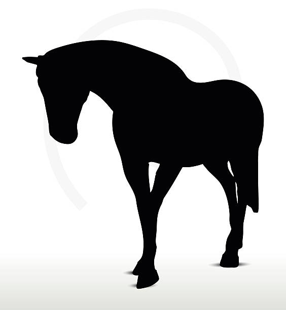 horse silhouette in Walking Head Down position EPS 10 Vector - horse silhouette in Walking Head Down position face down stock illustrations