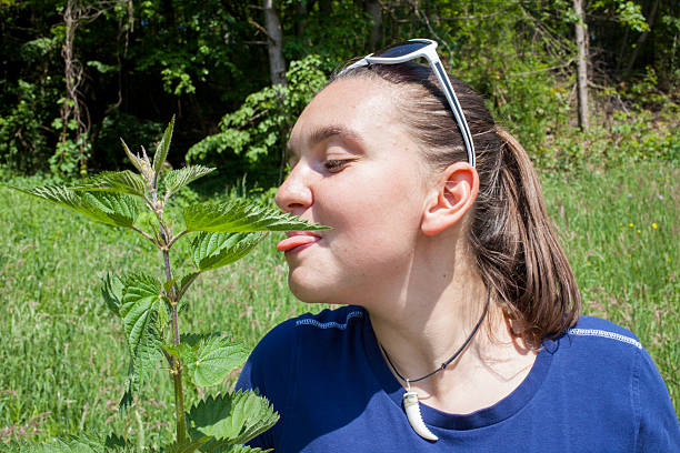 istock Girl licking stinging nettle leaves 498682257