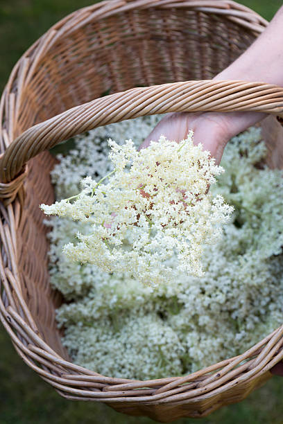istock Hand holding elderflower over a basket 498682339