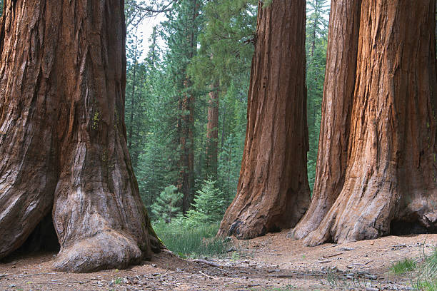 istock Redwood Trees, Seqouias 498682553