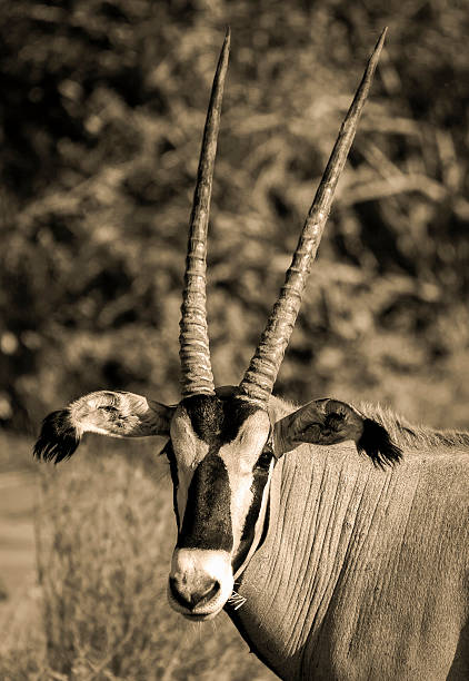istock oryx looking at viewer in sepia 498682849