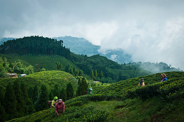 Tea time Darjeeling, West Bengal, India - September 03, 2011 : A group of woman is working at a tea garden to process tea leaves in Darjeeling. camellia photos stock pictures, royalty-free photos & images