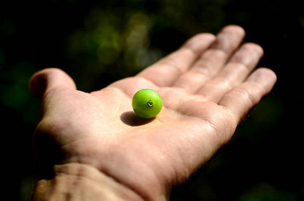 istock Healthy Lifestyle - Hand Holding Grape Fruit 498684289