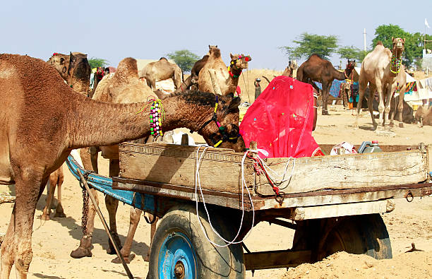 istock Indian woman at Pushkar fair 498684307