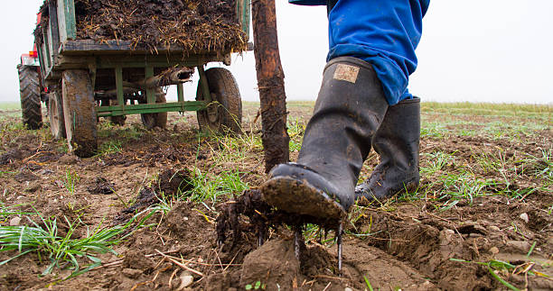 istock Farmer Loosening The Soil 498684328